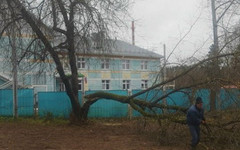 Сидоровка лишилась опасного дерева