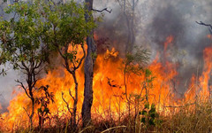 За выходные в области произошли три лесных пожара