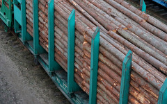 В Кирове раскрыли контрабанду леса на 12,8 миллиона рублей