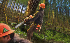 Кировчан стали чаще штрафовать за нанесенный лесам вред