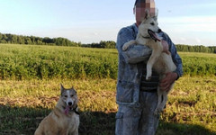 В Котельниче с владельца собаки взыскали 100 тысяч рублей за укус ребенка