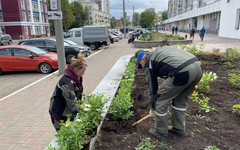 На Карла Маркса высадили спирею японскую