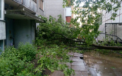 В центре Кирова у дома упало дерево