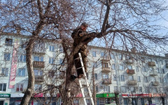 На бульваре Октябрьского проспекта обрезают яблони