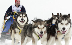 В Кировской области пройдут гонки на собаках