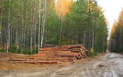 Незаконные рубки в Кировской области сократились в 4,3 раза к 2022 году