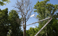 В Кирове под топор отправят 2400 деревьев