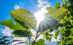 Как спасти растения от палящего солнца?
