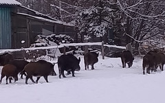 Дикие кабаны вышли в поселение к людям
