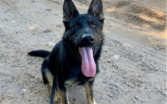 Полиция Кировской области ищет новых хозяев для служебной собаки