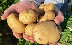 Урожай картофеля и зерна в Кировской области вырос на треть
