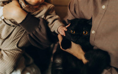 Голосование за звание главной кошки города завершается