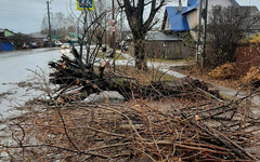 За сутки ветер повалил в Кирове более 30 деревьев