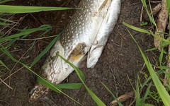 В реке Коса в Кировской области после загрязнения воды погибла рыба