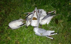 Стала известна причина массовой гибели птиц в пруду у деревни Столбово