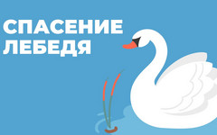 Опаринцы спасли лебедя из ледяного плена