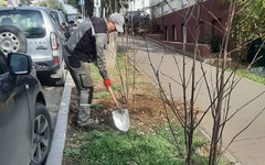 В Кирове высаживают деревья