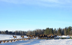 Единственная в Кировской области ферма маралов получит поддержку регионального правительства