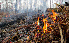 В кировских лесах вновь введён особый противопожарный режим