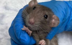 В Кирове спасли беременную декоративную крысу