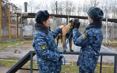 В управление ФСИН по региону передали четырёх щенков