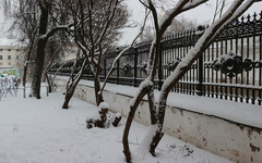Вырубку деревьев в Александровском саду проверят в МВД России и администрации президента