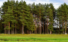 Рослесинфорг проверит в Кировской области качество охраны лесов