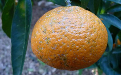 В продажу в Кировской области поступили заражённые апельсины и мандарины