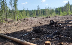Двух членов ОПГ обвиняют в незаконной рубке леса на 9,8 млн рублей