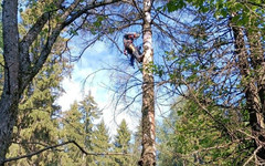 Кировские кладбища очищают от опасностей