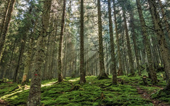 В Арбаже председатель предприятия вырубил лес на охраняемой природной территории