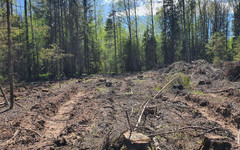 Житель Нолинского района возместил 500 тысяч рублей за незаконную рубку леса