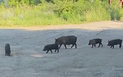 В Кирово-Чепецке в районе ТЭЦ заметили стадо кабанов