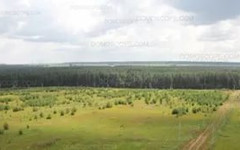 Неизвестный «срубил» более миллиона рублей в Порошинском лесу