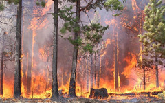 В Кировской области за прошедшие сутки дважды горел лес