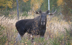 В Афанасьевском районе завели уголовное дело на браконьера, убившего лося