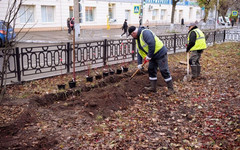 На Октябрьском проспекте появится живая изгородь