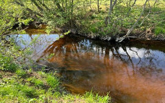 В реке у села Бахта погибла рыба