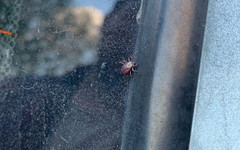 Роспотребнадзор: число укусов клещей в России втрое меньше, чем в прошлом году