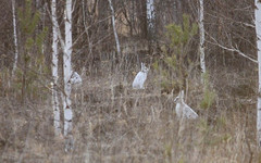 Косой вернулся. В кировских лесах восстанавливается популяция зайца-беляка