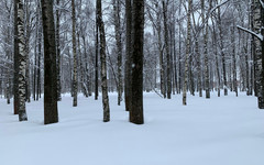 Соколов приказал закрыть предприятие, которое сливало отходы в почву под Кировом