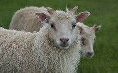 Кильмезские полицейские раскрыли кражу 14-ти овец