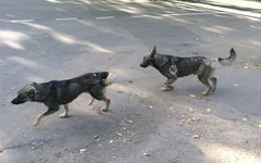 В Радужном бродячие собаки нападают на детей