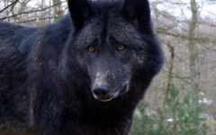 Кировские охотники добыли волка редкого окраса