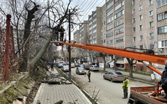 Кировчане могут сообщать об опасных деревьях во дворах через Госжилинспекцию