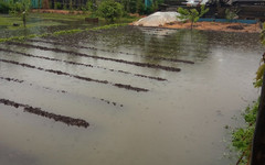 Огороды жителей Кирова затопило канализационной водой