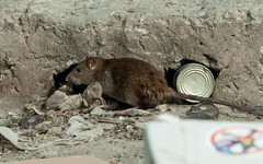 Администрация заявила о планах избавиться от крыс в Кирове «раз и навсегда»