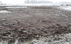 «Берега превратились в зловонное месиво»: жители Кировской области жалуются на загрязнение реки Косы