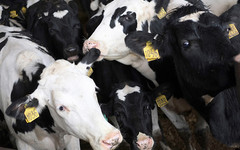 За 9 месяцев в Кировской области произвели 618 тысяч тонн молока