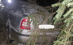 В Даровском районе водитель Skoda Octavia сбил лося